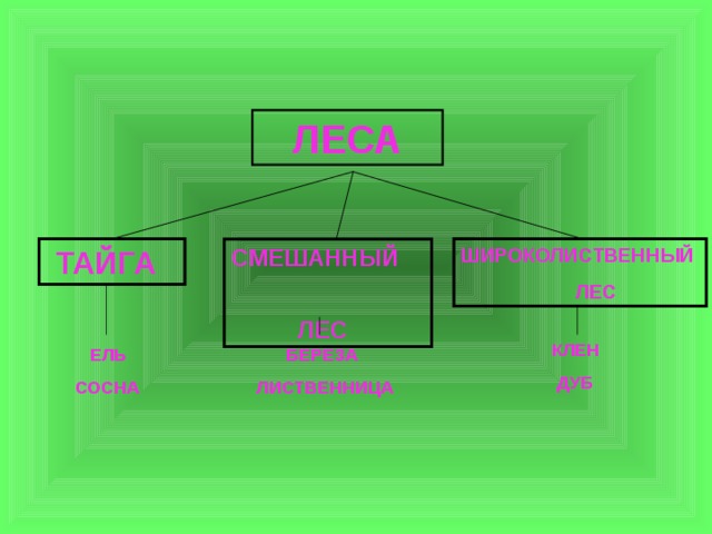  ЛЕСА  ТАЙГА СМЕШАННЫЙ  ЛЕС ШИРОКОЛИСТВЕННЫЙ  ЛЕС  КЛЕН  ДУБ  ЕЛЬ  БЕРЕЗА  СОСНА  ЛИСТВЕННИЦА 