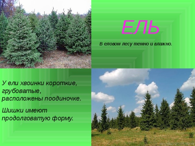  ЕЛЬ В еловом лесу темно и влажно. У ели хвоинки короткие, грубоватые, расположены поодиночке. Шишки имеют продолговатую форму. 