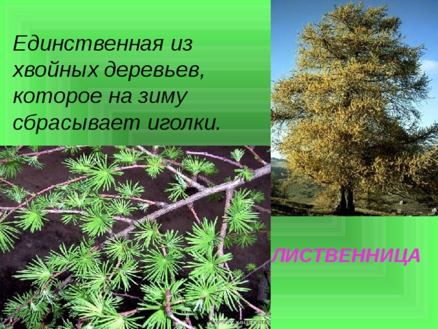 Единственная из хвойных деревьев, которое на зиму сбрасывает иголки.  ЛИСТВЕННИЦА 
