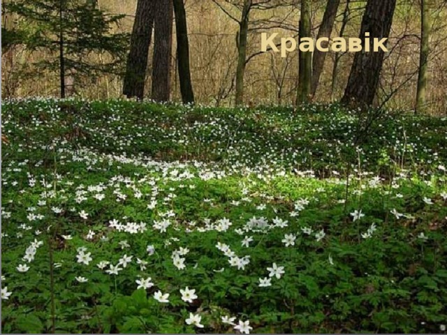 Красавік 