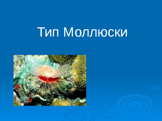Тип Моллюски 