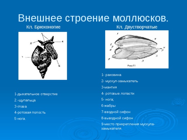 Внешнее строение моллюсков. Кл. Брюхоногие Кл. Двустворчатые 1- раковина 2- мускул-замыкатель 3-мантия 4- ротовые лопасти 5- нога; 6-жабры 7-вводной сифон 8-выводной сифон 9-место прикрепления мускула-замыкателя. 1-дыхательное отверстие 2.-щупальца 3-глаза 4-ротовая полость 5-нога. 