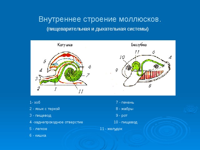Внутреннее строение моллюсков. (пищеварительная и дыхательная системы) 1- зоб 7 - печень 2 - язык с теркой 8 - жабры 3 - пищевод 9 - рот 4 -заднепроходное отверстие 10 - пищевод 5 - легкое 11 - желудок 6 - кишка 