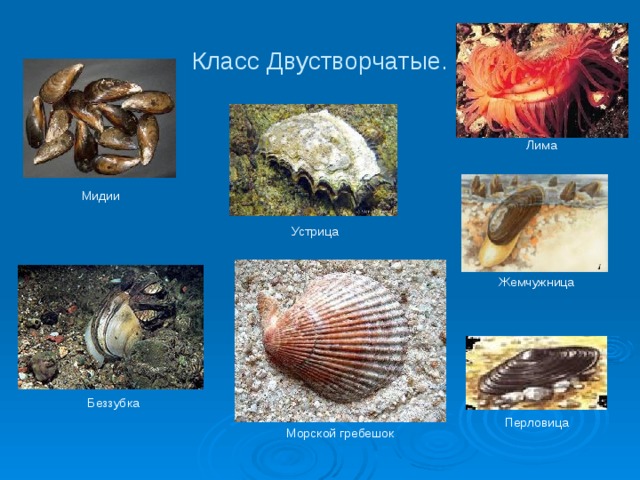 Класс Двустворчатые. Лима Мидии Устрица Жемчужница Беззубка Перловица Морской гребешок 