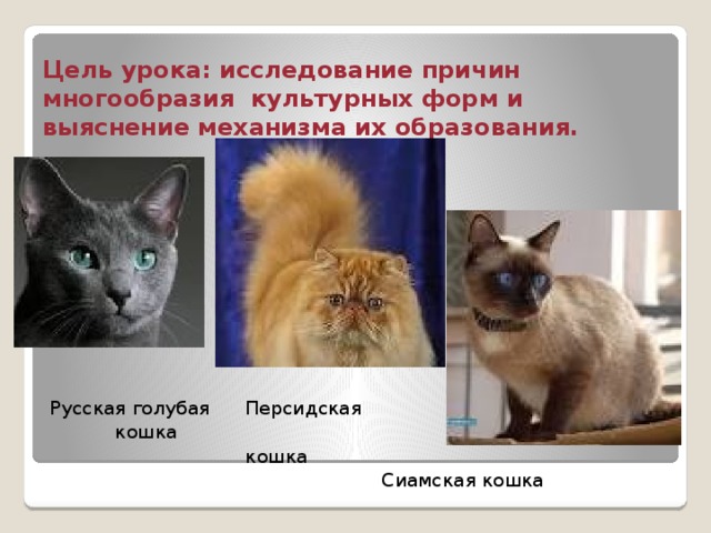 Цель урока: исследование причин многообразия культурных форм и выяснение механизма их образования. Персидская Русская голубая Персидская  кошка  кошка  Сиамская кошка 