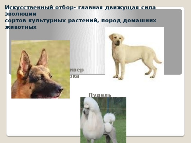 Искусственный отбор- главная движущая сила эволюции  сортов культурных растений, пород домашних животных  Лабрадор-ретривер Немецкая овчарка    Пудель 