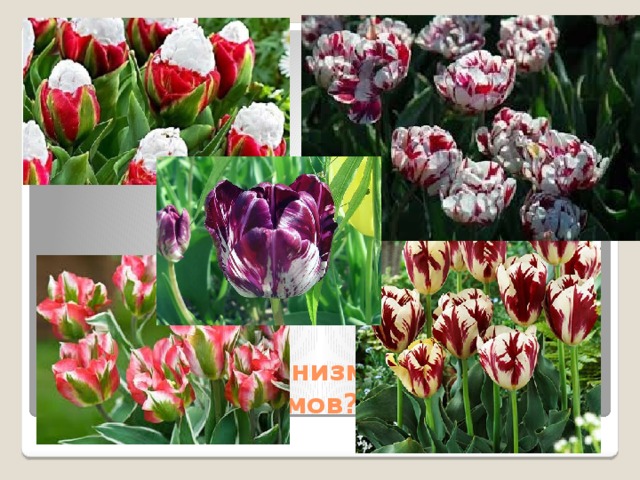  Каков же механизм изменения живых организмов? 