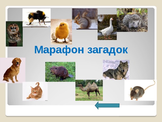 Марафон загадок 