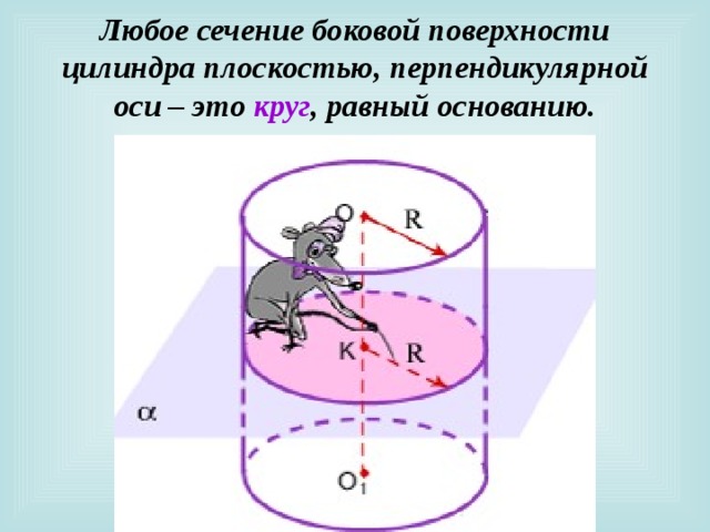 Любое сечение боковой поверхности цилиндра плоскостью, перпендикулярной оси – это круг , равный основанию. 