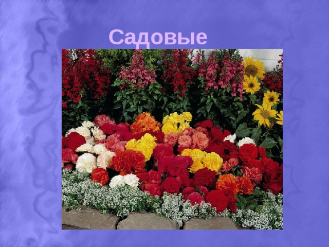 Садовые