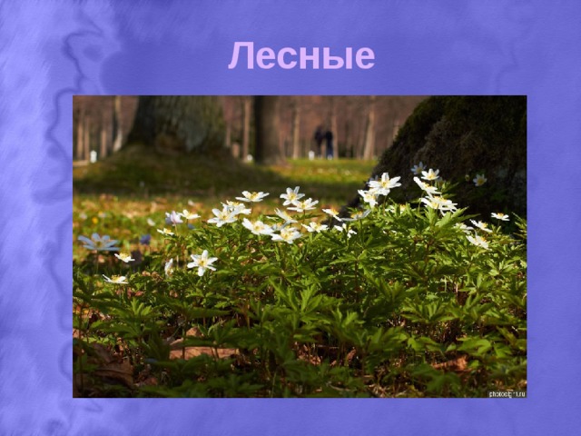 Лесные