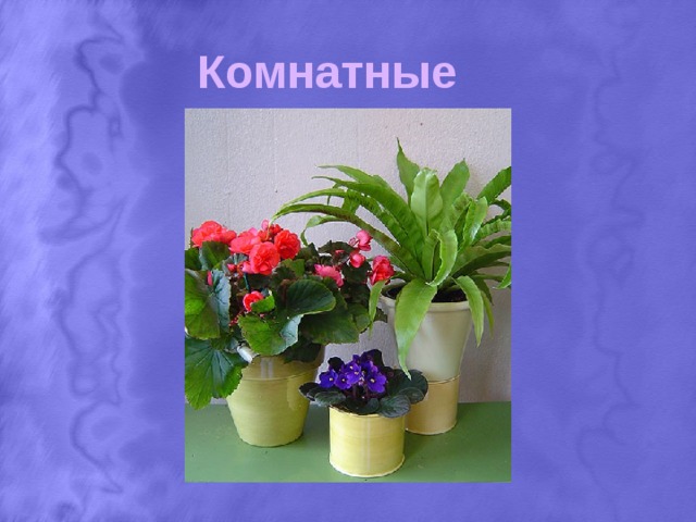 Комнатные