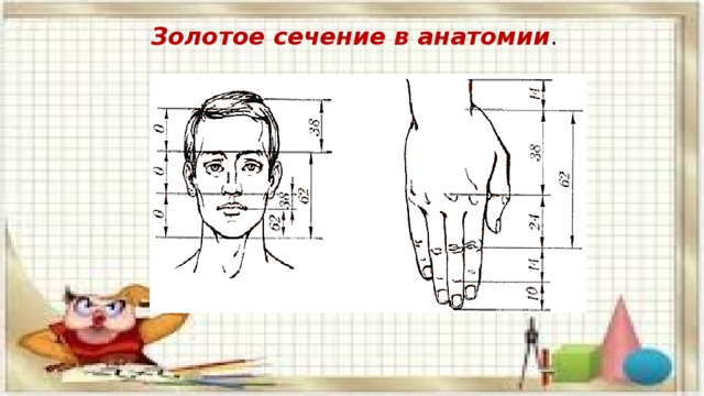 Золотое сечение в анатомии . 
