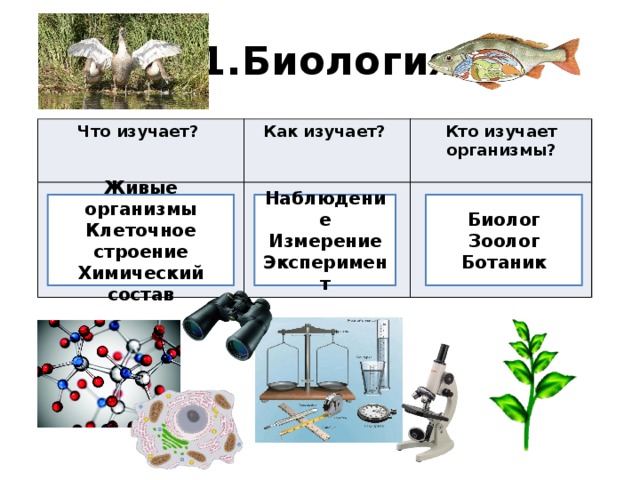  1.Биология Что изучает? Как изучает? Кто изучает организмы? Биолог Живые организмы Наблюдение Измерение Клеточное строение Зоолог Эксперимент Химический состав Ботаник 