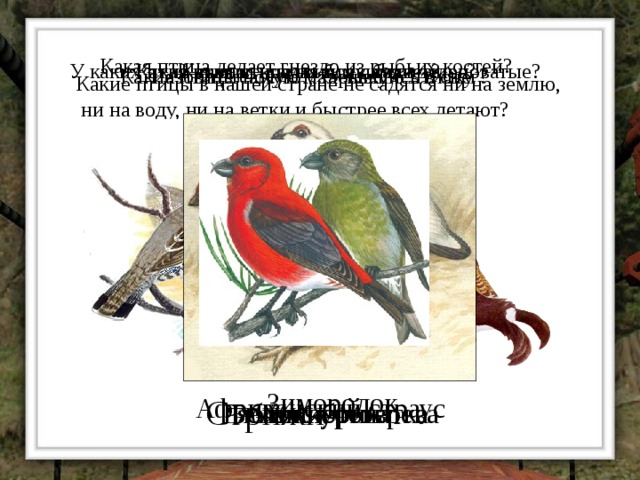 Какая птица делает гнездо из рыбьих костей? Какая птица – самая большая в мире? Какая птица на зиму белеет? У каких птиц самцы красные, а самки зеленоватые? Назовите самую маленькую птичку. Какие птицы ночуют, зарывшись в снег? Какие птицы в нашей стране не садятся ни на землю,  ни на воду, ни на ветки и быстрее всех летают? Зимородок Африканский страус   Стрижи Колибри Рябчики, тетерева У клестов Белая куропатка 