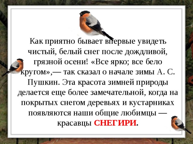 Как приятно бывает впервые увидеть чистый, белый снег после дождливой, грязной осени! «Все ярко; все бело кругом»,— так сказал о начале зимы А. С. Пушкин. Эта красота зимней природы делается еще более замечательной, когда на покрытых снегом деревьях и кустарниках появляются наши общие любимцы — красавцы  СНЕГИРИ . 