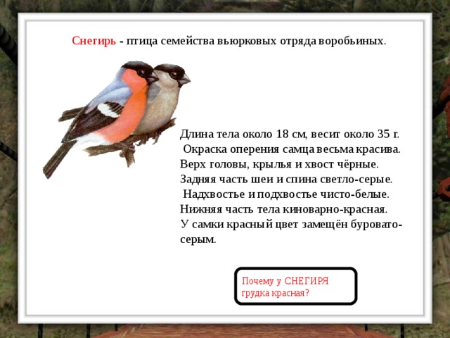 Снегирь - птица семейства вьюрковых отряда воробьиных. Длина тела около 18 см, весит около 35 г.  Окраска оперения самца весьма красива. Верх головы, крылья и хвост чёрные. Задняя часть шеи и спина светло-серые.  Надхвостье и подхвостье чисто-белые. Нижняя часть тела киноварно-красная. У самки красный цвет замещён буровато-серым.   Почему у СНЕГИРЯ грудка красная? 