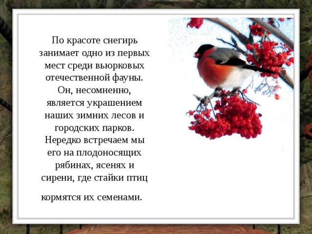 По красоте снегирь занимает одно из первых мест среди вьюрковых отечественной фауны. Он, несомненно, является украшением наших зимних лесов и городских парков. Нередко встречаем мы его на плодоносящих рябинах, ясенях и сирени, где стайки птиц кормятся их семенами.  