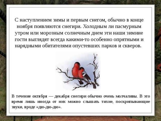 С наступлением зимы и первым снегом, обычно в конце ноября появляются снегири. Холодным ли пасмурным утром или морозным солнечным днем эти наши зимние гости выглядят всегда какими-то особенно опрятными и нарядными обитателями опустевших парков и скверов.  В течение октября — декабря снегири обычно очень молчаливы. В это время лишь иногда от них можно слышать тихие, поскрипывающие звуки, вроде «дю-дю-дю». 