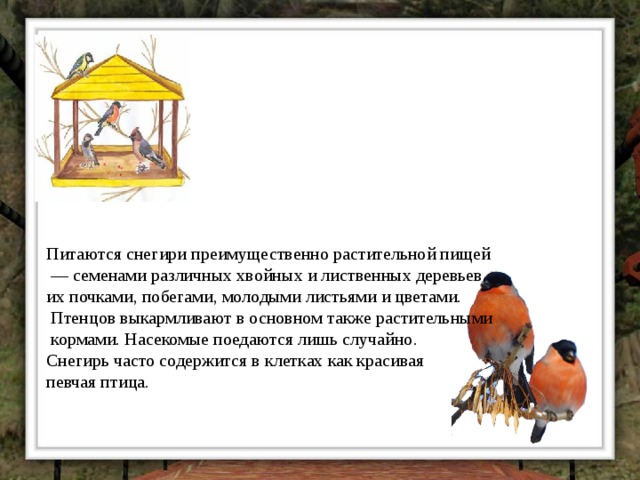 Питаются снегири преимущественно растительной пищей — семенами различных хвойных и лиственных деревьев, их почками, побегами, молодыми листьями и цветами.  Птенцов выкармливают в основном также растительными  кормами. Насекомые поедаются лишь случайно. Снегирь часто содержится в клетках как красивая певчая птица.   