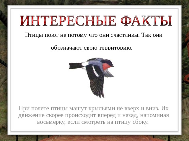 Птицы поют не потому что они счастливы. Так они  обозначают свою территорию.  При полете птицы машут крыльями не вверх и вниз. Их движение скорее происходит вперед и назад, напоминая восьмерку, если смотреть на птицу сбоку. 
