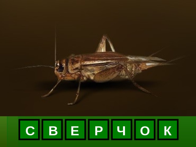 С В Е Р Ч О К 