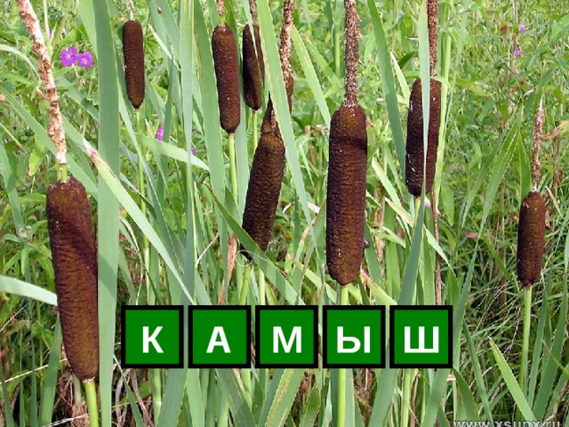 К А М Ы Ш 