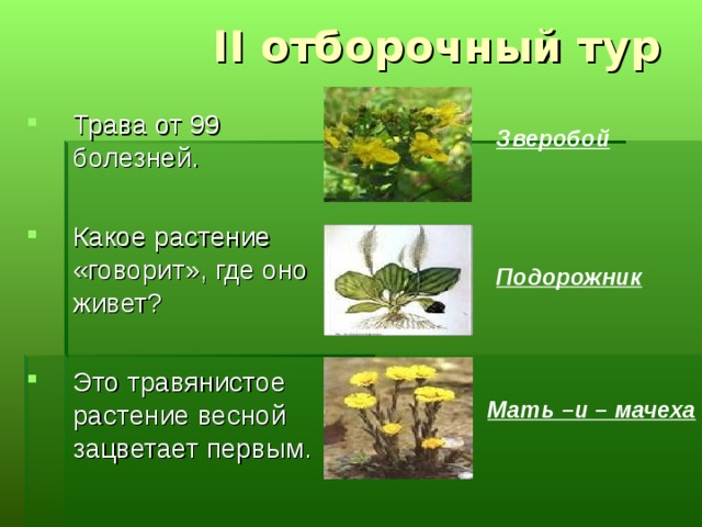 II отборочный тур Трава от 99 болезней. Какое растение «говорит», где оно живет? Это травянистое растение весной зацветает первым. Зверобой Подорожник Мать –и – мачеха 