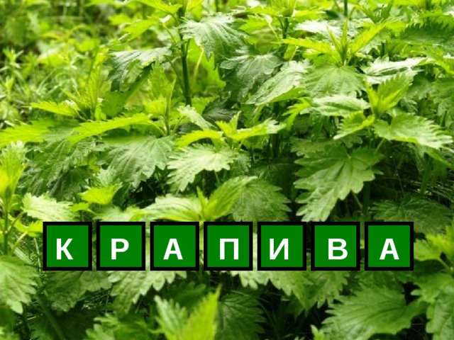 К Р А П И В А 