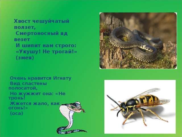 Хвост чешуйчатый ползет,  Смертоносный яд везет  И шипит нам строго:  «Укушу! Не трогай!»  (змея)   Очень нравится Игнату  Вид сластены полосатой,  Но жужжит она: «Не тронь!  Жжется жало, как огонь!»  (оса) 