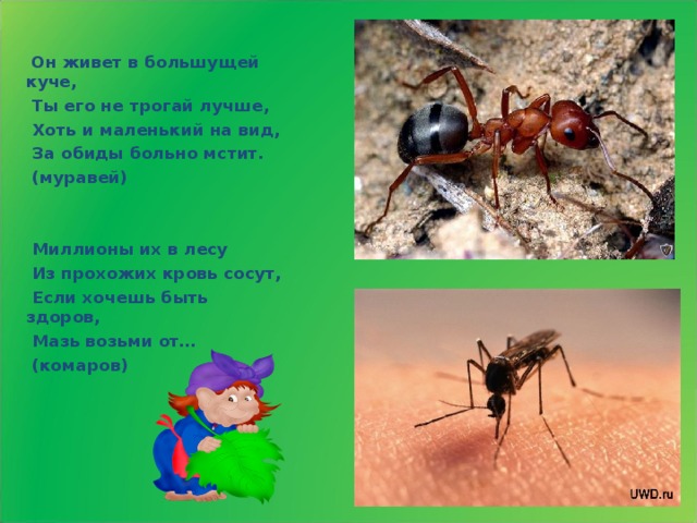  Он живет в большущей куче,  Ты его не трогай лучше,  Хоть и маленький на вид,  За обиды больно мстит.  (муравей)    Миллионы их в лесу  Из прохожих кровь сосут,  Если хочешь быть здоров,  Мазь возьми от…  (комаров) 