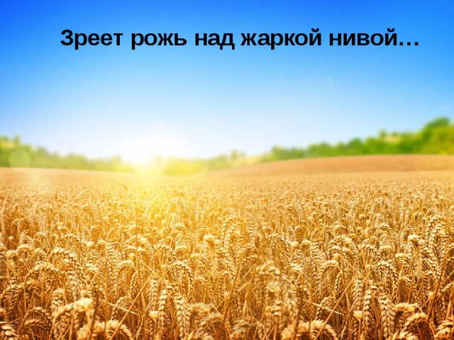 Зреет рожь над жаркой нивой… 