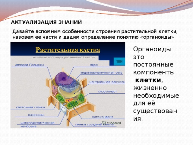 АКТУАЛИЗАЦИЯ ЗНАНИЙ Давайте вспомним особенности строения растительной клетки, назовем ее части и дадим определение понятию «органоиды» Органоиды это постоянные компоненты   клетки , жизненно необходимые для её существования. 