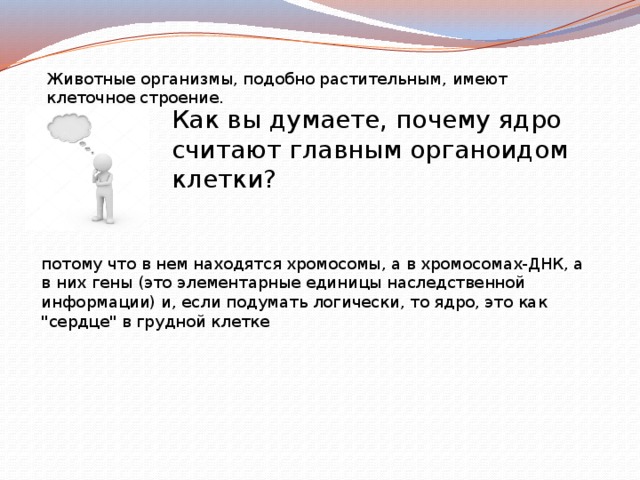 Животные организмы, подобно растительным, имеют клеточное строение. Как вы думаете, почему ядро считают главным органоидом клетки? потому что в нем находятся хромосомы, а в хромосомах-ДНК, а в них гены (это элементарные единицы наследственной информации) и, если подумать логически, то ядро, это как 