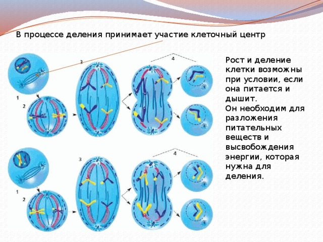 В процессе деления принимает участие клеточный центр Рост и деление клетки возможны при условии, если она питается и дышит. Он необходим для разложения питательных веществ и высвобождения энергии, которая нужна для деления. 