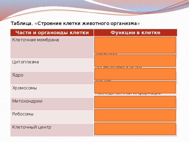 Таблица. «Строение клетки животного организма» Части и органоиды клетки Функции в клетке Клеточная мембрана Защита содержимого клетки от воздействий окружающей среды; Цитоплазма Взаимодействие с соседними клетками Обеспечение связи между органоидами клетки Ядро Контроль за жизнедеятельностью клетки Хромосомы Митохондрии Хранение и передача наследственной информации Обеспечение клетки энергией Рибосомы Синтез молекул белка Клеточный центр Участие в делении клетки 