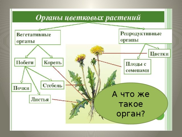 А что же такое орган? 