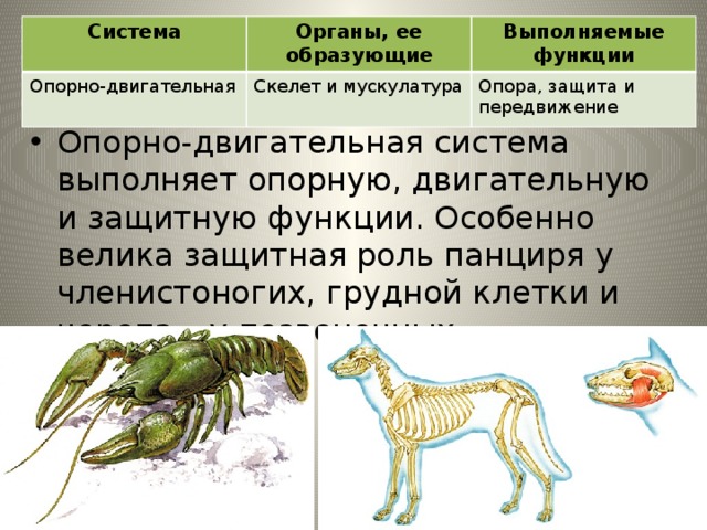Система Органы, ее образующие Опорно-двигательная Скелет и мускулатура Выполняемые функции Опора, защита и передвижение Опорно-двигательная система Опорно-двигательная система выполняет опорную, двигательную и защитную функции. Особенно велика защитная роль панциря у членистоногих, грудной клетки и черепа – у позвоночных. 