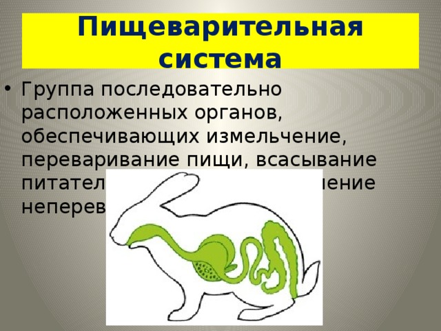 Пищеварительная система Группа последовательно расположенных органов, обеспечивающих измельчение, переваривание пищи, всасывание питательных веществ и удаление непереваренных остатков. 
