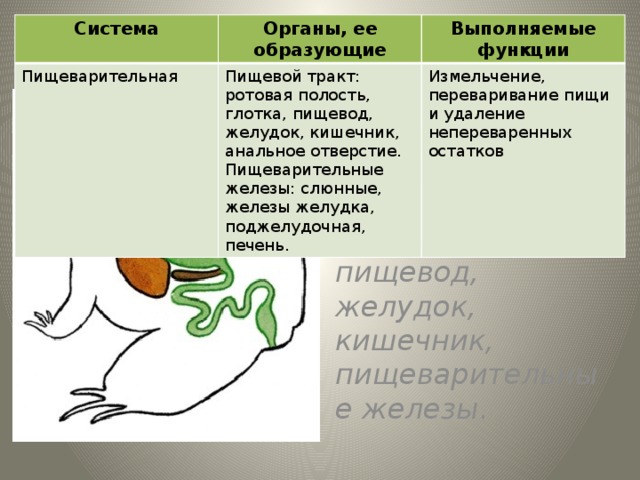 Система Органы, ее образующие Пищеварительная Пищевой тракт: ротовая полость, глотка, пищевод, желудок, кишечник, анальное отверстие. Выполняемые функции Пищеварительные железы: слюнные, железы желудка, поджелудочная, печень. Измельчение, переваривание пищи и удаление непереваренных остатков Пищеварительная система В состав пищеварительной системы входят рот, глотка, пищевод, желудок, кишечник, пищеварительные железы . 