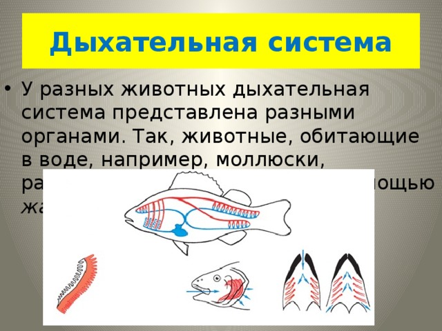 Дыхательная система У разных животных дыхательная система представлена разными органами. Так, животные, обитающие в воде, например, моллюски, ракообразные, рыбы дышат с помощью жабр . 