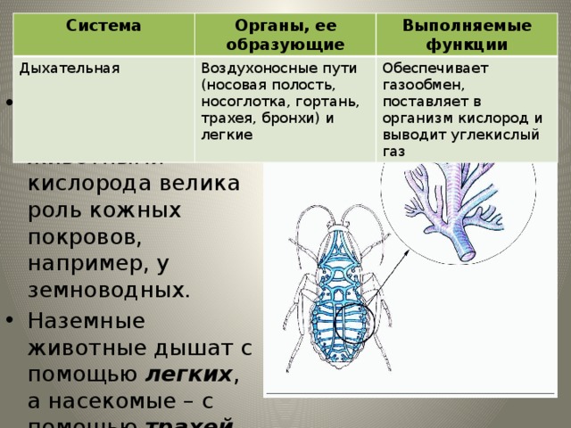Система Органы, ее образующие Дыхательная Воздухоносные пути (носовая полость, носоглотка, гортань, трахея, бронхи) и легкие Выполняемые функции Обеспечивает газообмен, поставляет в организм кислород и выводит углекислый газ Дыхательная система В получении водными животными кислорода велика роль кожных покровов, например, у земноводных. Наземные животные дышат с помощью легких , а насекомые – с помощью трахей . 