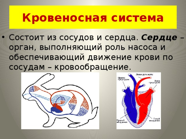 Кровеносная система Состоит из сосудов и сердца. Сердце – орган, выполняющий роль насоса и обеспечивающий движение крови по сосудам – кровообращение. 