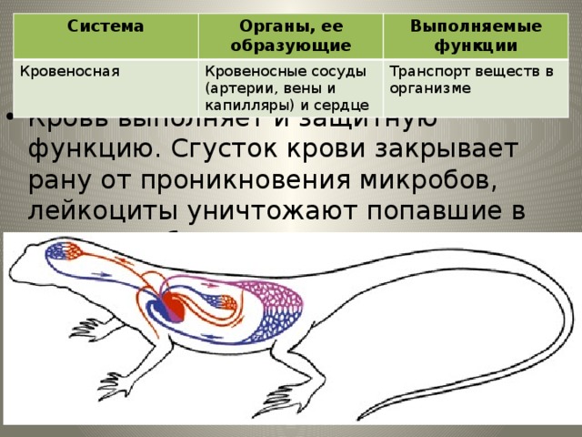 Система Органы, ее образующие Кровеносная Кровеносные сосуды (артерии, вены и капилляры) и сердце Выполняемые функции Транспорт веществ в организме Кровеносная система Кровь выполняет и защитную функцию. Сгусток крови закрывает рану от проникновения микробов, лейкоциты уничтожают попавшие в организм болезнетворные микроорганизмы. 