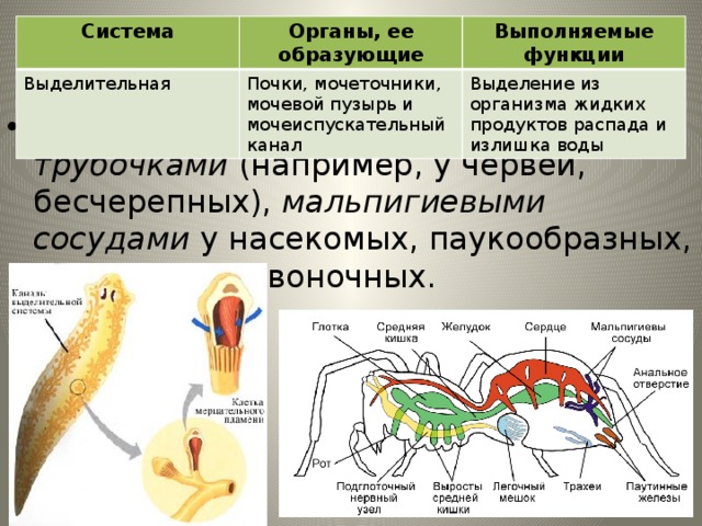 Система Органы, ее образующие Выделительная Почки, мочеточники, мочевой пузырь и мочеиспускательный канал Выполняемые функции Выделение из организма жидких продуктов распада и излишка воды Выделительная система Она представлена выделительными трубочками (например, у червей, бесчерепных), мальпигиевыми сосудами у насекомых, паукообразных, почками у позвоночных. 