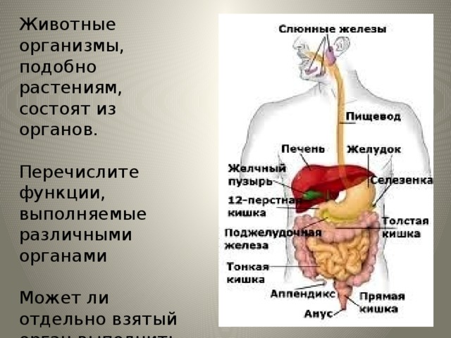 Животные организмы, подобно растениям, состоят из органов. Перечислите функции, выполняемые различными органами Может ли отдельно взятый орган выполнить какую-либо функцию? 