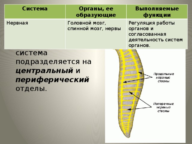 Система Органы, ее образующие Нервная Головной мозг, спинной мозг, нервы Выполняемые функции Регуляция работы органов и согласованная деятельность систем органов. Нервная система У большинства животных нервная система подразделяется на центральный и периферический отделы. 