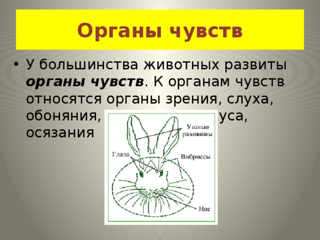 Органы чувств У большинства животных развиты органы чувств . К органам чувств относятся органы зрения, слуха, обоняния, равновесия, вкуса, осязания 