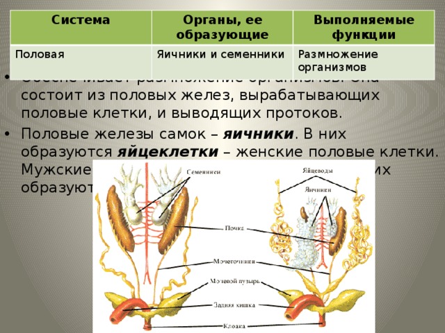Система Органы, ее образующие Половая Яичники и семенники Выполняемые функции Размножение организмов Половая система Обеспечивает размножение организмов. Она состоит из половых желез, вырабатывающих половые клетки, и выводящих протоков. Половые железы самок – яичники . В них образуются яйцеклетки – женские половые клетки. Мужские половые железы – семенники . В них образуются сперматозоиды . 