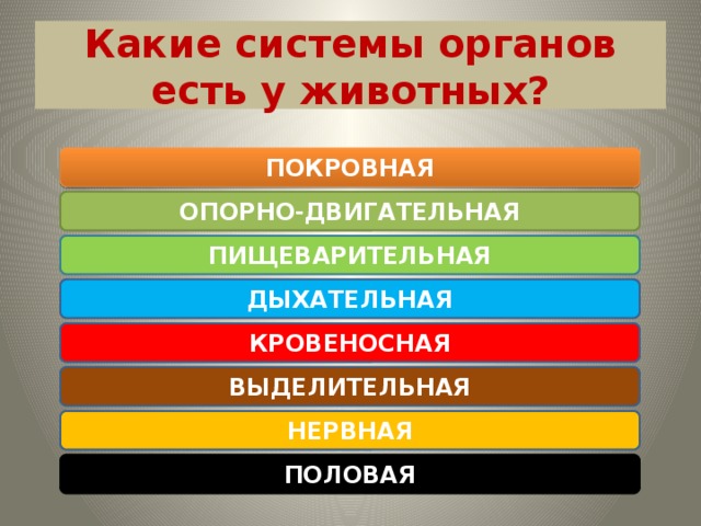 Какие системы органов есть у животных? ПОКРОВНАЯ ОПОРНО-ДВИГАТЕЛЬНАЯ ПИЩЕВАРИТЕЛЬНАЯ ДЫХАТЕЛЬНАЯ КРОВЕНОСНАЯ ВЫДЕЛИТЕЛЬНАЯ НЕРВНАЯ ПОЛОВАЯ 